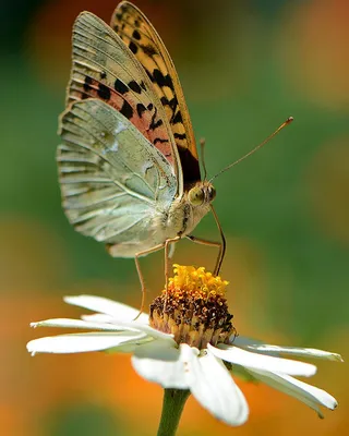 красивые картины красочных цветов и бабочек. Иллюстрация штока -  иллюстрации насчитывающей флористическо, иллюстрация: 268122192