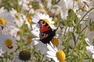 Лето, бабочки, цветы!* | Бабочки, Животные, Живописные пейзажи