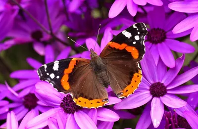 Красивые фото бабочек и ярких цветов для эстетов | Цветы и бабочки Фото  №1001389 скачать