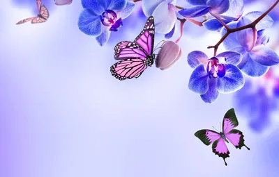 нежно фиолетовые бабочки | Бумажные бабочки, Трафареты для печати, Бабочки