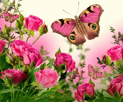 Открытки с бабочками и цветами - 69 фото