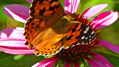 Лето бабочки (51 фото) - 51 фото