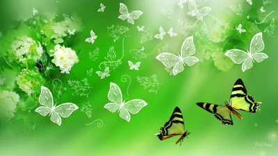 Эстетичные обои, бабочки | Cellphone wallpaper backgrounds, Flowers  photography wallpaper, Photography wallpaper