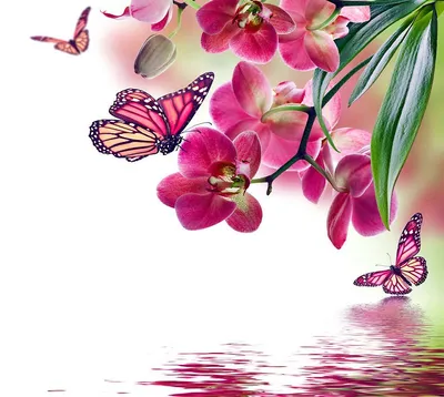 Скачать обои бабочки, цветы, весна, тюльпаны, раздел настроения в  разрешении 5650x3900