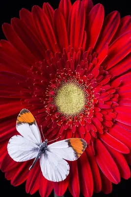 Красивые картинки с бабочками и цветами (37 фото)