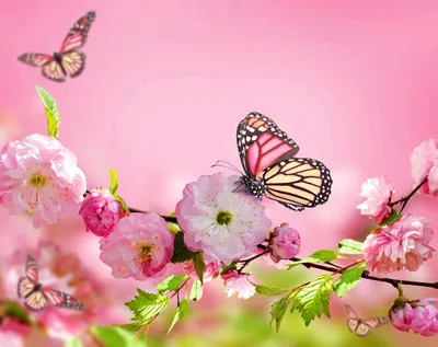Самые красивые бабочки - купить книгу с доставкой в интернет-магазине  «Читай-город». ISBN: 978-5-97-801082-4