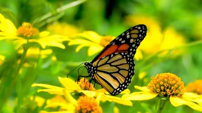 Какие растения привлекут бабочек в ваш сад? Фото — Ботаничка