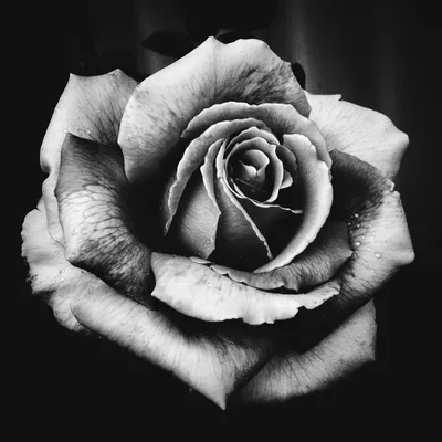 Картинки в черно белом цвете - 65 фото