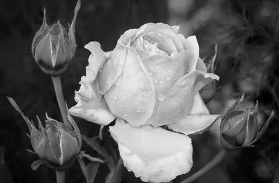 Красивые черно белые картинки - 70 фото