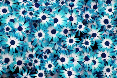 Синие цветы в природе - 72 фото