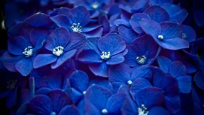 фото синих цветов в темной атмосфере, красивые голубые цветы, Hd фотография  фото, цветок фон картинки и Фото для бесплатной загрузки