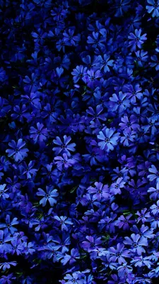 Красивые синие цветы гортензии, крупным планом :: Стоковая фотография ::  Pixel-Shot Studio