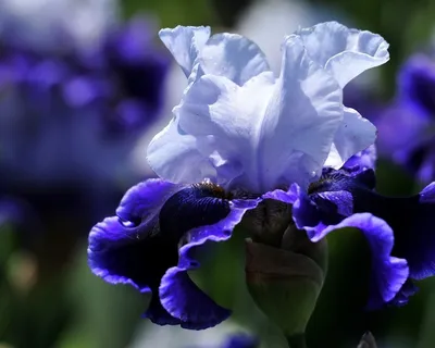 Флизелиновые фотообои красивые цветы 416x254 см Белые одуванчики и бабочки  на синем фоне (3636VEXXXL)+клей купить по цене 2300,00 грн