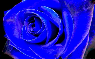 Самые красивые синие цветы (100 фото) 🔥 Прикольные картинки и юмор