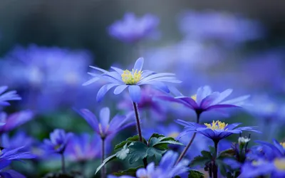 голубые цветы с птицами на пестрой, цветок пион голубой мутан, красивые  голубые цветы, синий, аранжировка цветов, искусственный цветок png | PNGWing