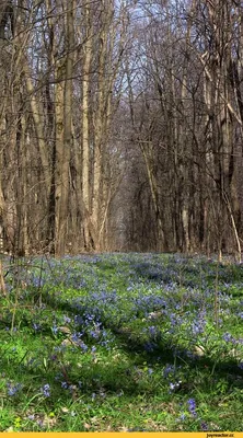 Картинка Красивая картинка про весну » Весна » Природа » Картинки 24 -  скачать картинки бесплатно