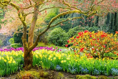 Обои на монитор | Весна | природа, парк, цветы, весна, красиво