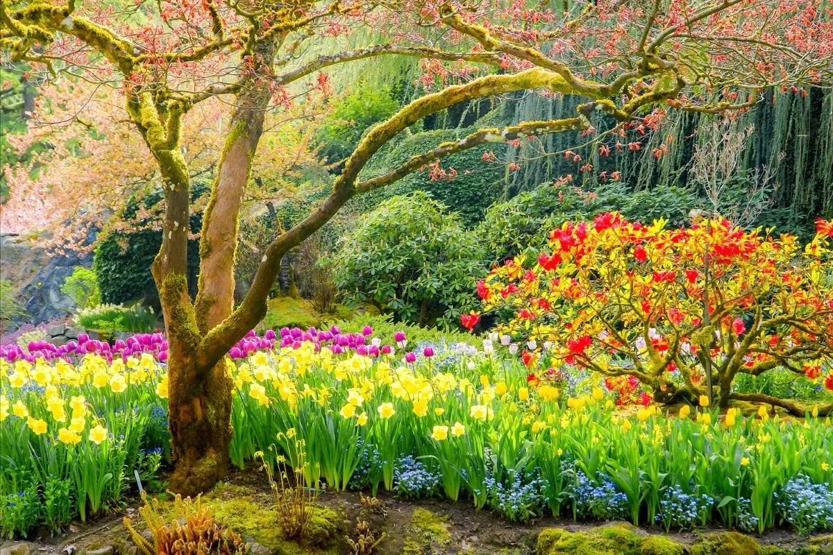 Самые красивые картинки весны. Сад Кавати Фудзи. Сады Бутчартов Канада 2022. Весенний пейзаж.