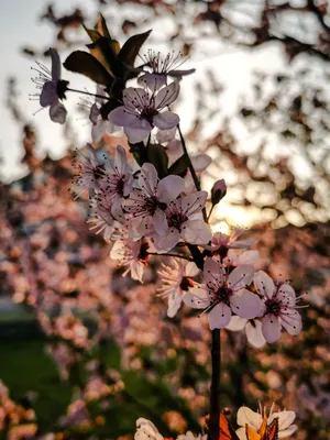 Природа, Весна - Красивые Бесплатные фото обои для рабочего стола windows  #30