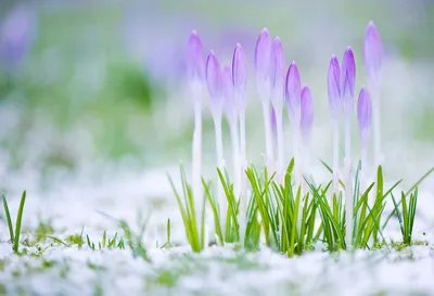 genprostova - Весна-прекрасное время когда природа обновляется, набухают  почки. Всё цветет. Поют птицы. Красивые краски у этого времени года #весна # природа🍀 #жизнькакчудо | Facebook
