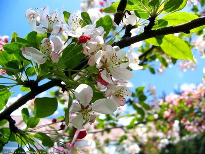 Природа, Весна - Красивые Бесплатные фото обои для рабочего стола windows  #51