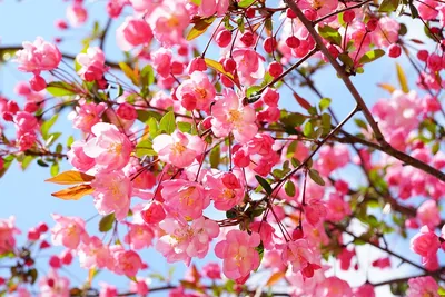 Цветок Весна Вишни - Бесплатное фото на Pixabay - Pixabay