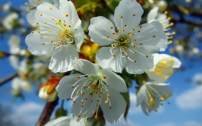 Фотообои \"Красивые весенние цветы вишни\" - Арт. 170229 | Купить в  интернет-магазине Уютная стена