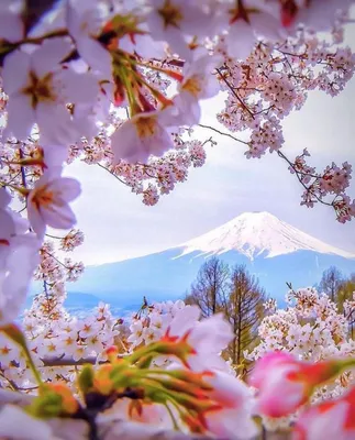 Белые цветы распускаются на дереве весной. Красивые цветы на ветках дерева  в апреле. Пробуждение природы весной. foto de Stock | Adobe Stock