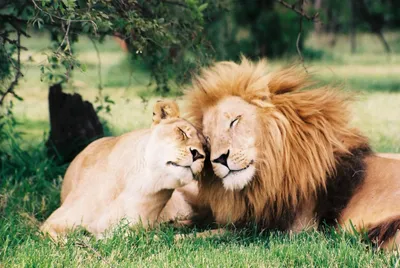 Влюбленный Лев - красивые фото