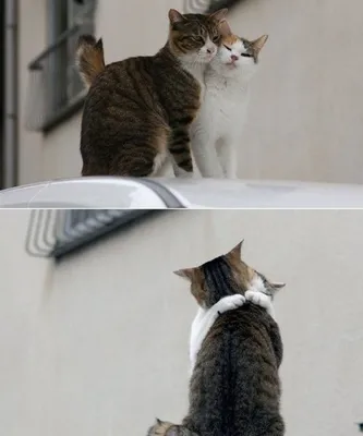 13 влюбленных кошек, которые показывают, что красивые отношения основаны на  простоте | Cat couple, Cute cats, Cats