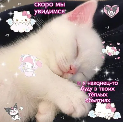 Пикчи для влюбленных | ВКонтакте | Милые тексты, Милые котики, Рыжие котята