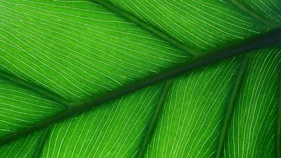 Красивые листья зеленого цвета на ветви дерева Стоковое Изображение -  изображение насчитывающей эко, американская: 139796687