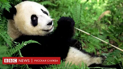 Эти восемь животных хоть и выглядят невинно, но очень опасны - BBC News  Русская служба