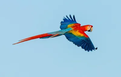 Бесплатное изображение: птиц, животных, птичьего, клюв, красивые цвета,  перья, забор