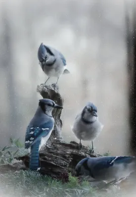 Самые красивые и нежные фотографии животных и птиц - YouLoveIt.ru