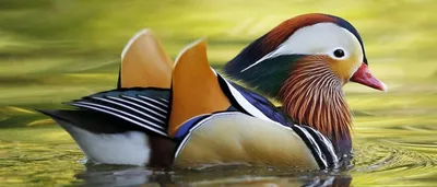 30 красивых животных, которых можно встретить в Коста-Рике | ФОТО НОВОСТИ