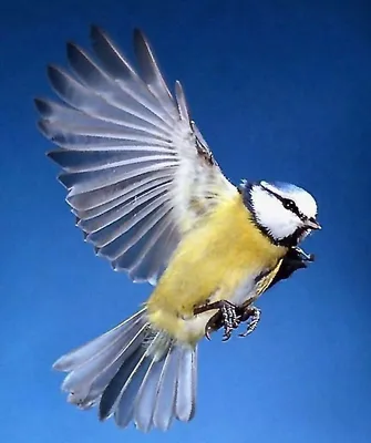 Птицы на фото, красивые картинки самых разных птиц