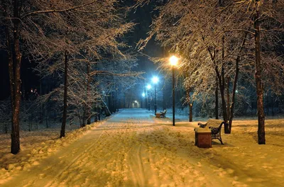 Зимний лес вечером - 71 фото