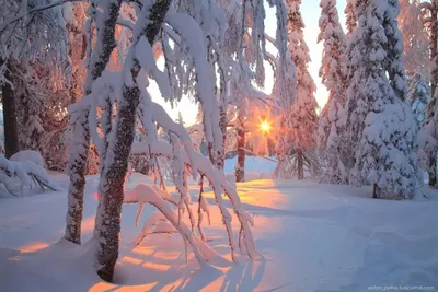 зима дерево, снег природа, красивая зима, зима, природа зима