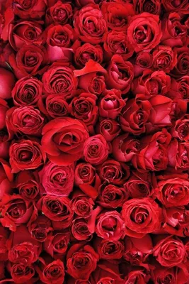 Красивые красные розы картинки