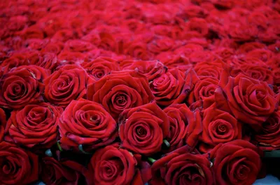 Красивые реалистичные красные розы, …» — создано в Шедевруме