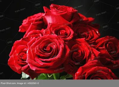букет красных роз. подарок любимым женщинам в день валентин. красивые  красные розы без шипов Стоковое Изображение - изображение насчитывающей  поднял, красно: 230745747