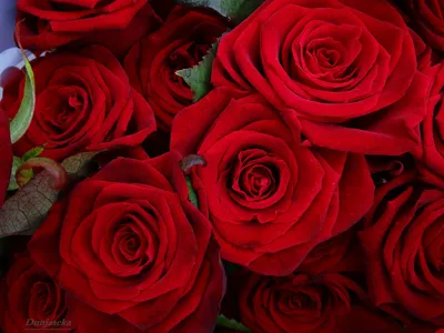 Фотообои Красивые красные розы на стену. Купить фотообои Красивые красные  розы в интернет-магазине WallArt