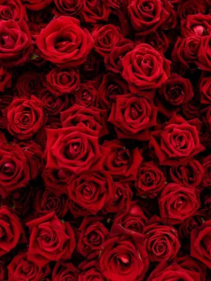 Красивые красные розы, эстетично, …» — создано в Шедевруме