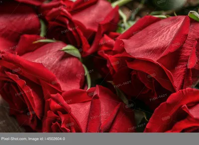 Красивые красные розы и лепестки на белом фоне :: Стоковая фотография ::  Pixel-Shot Studio