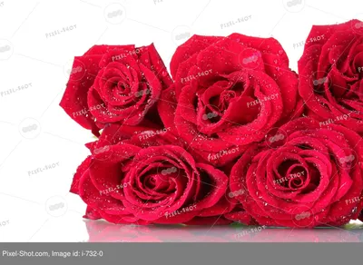 Красные розы фон - 58 фото