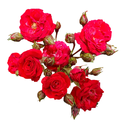 Красивые красные розы,симметрично,…» — создано в Шедевруме