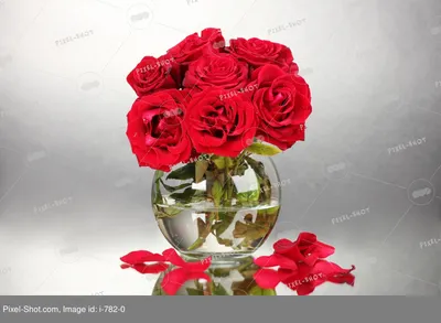 Красивые красные розы в саде на зеленой предпосылке Стоковое Фото -  изображение насчитывающей стержень, буш: 152667620