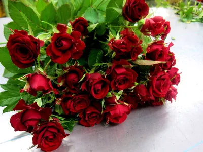 Красивые красные розы крупным планом :: Стоковая фотография :: Pixel-Shot  Studio