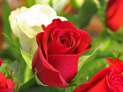 Фотообои Красные розы красивые купить в Москве, Арт. 10-293 в  интернет-магазине, цены в Мастерфресок